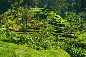 rice-terrace-bali rice-terrace-bali